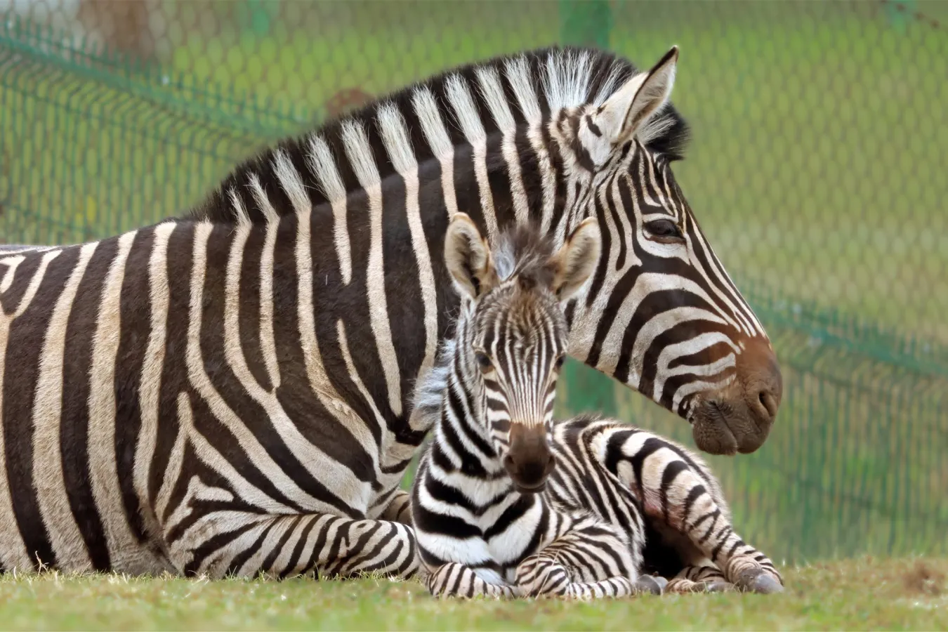 Gdański Ogród Zoologiczny